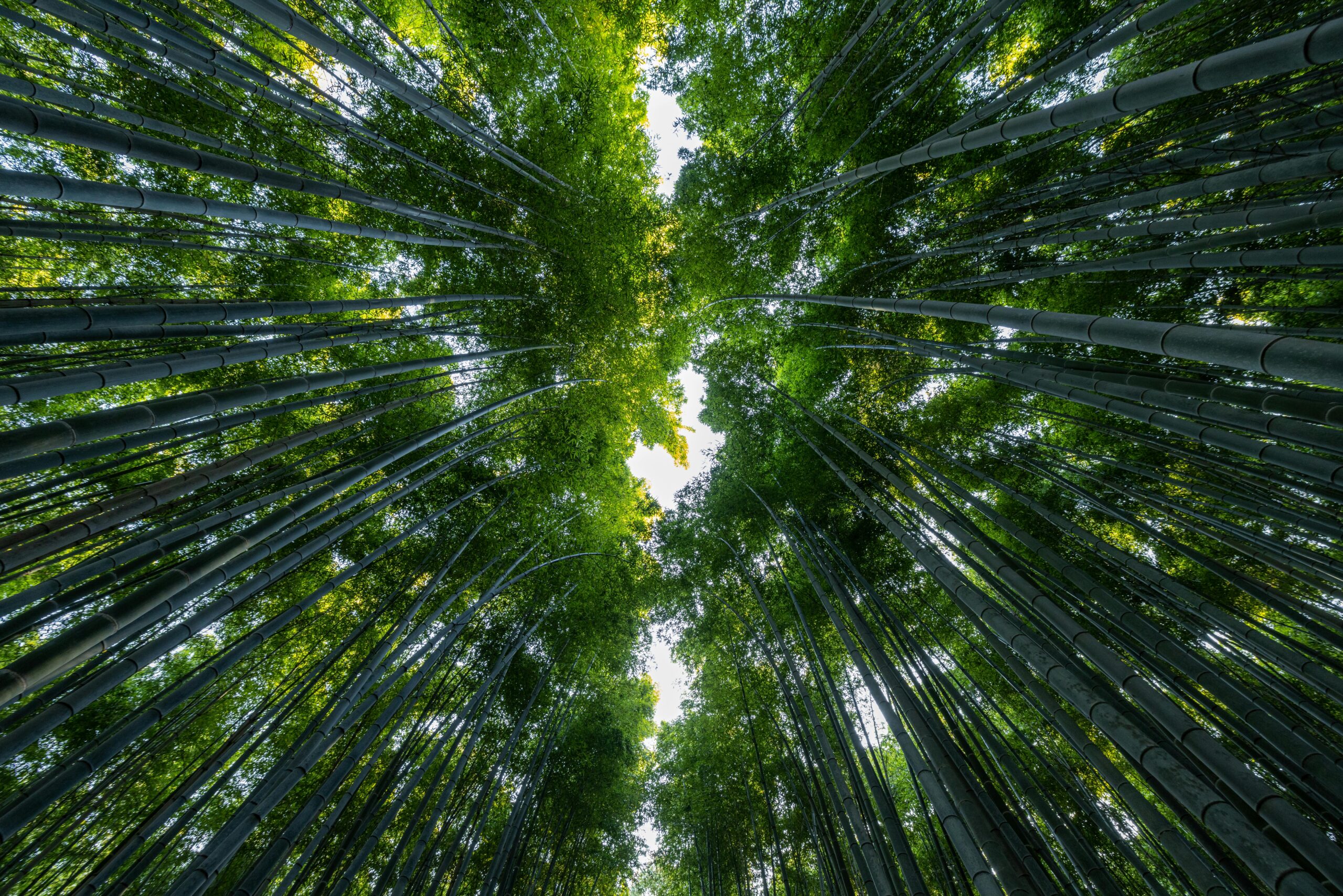 Slim Parallax Divider