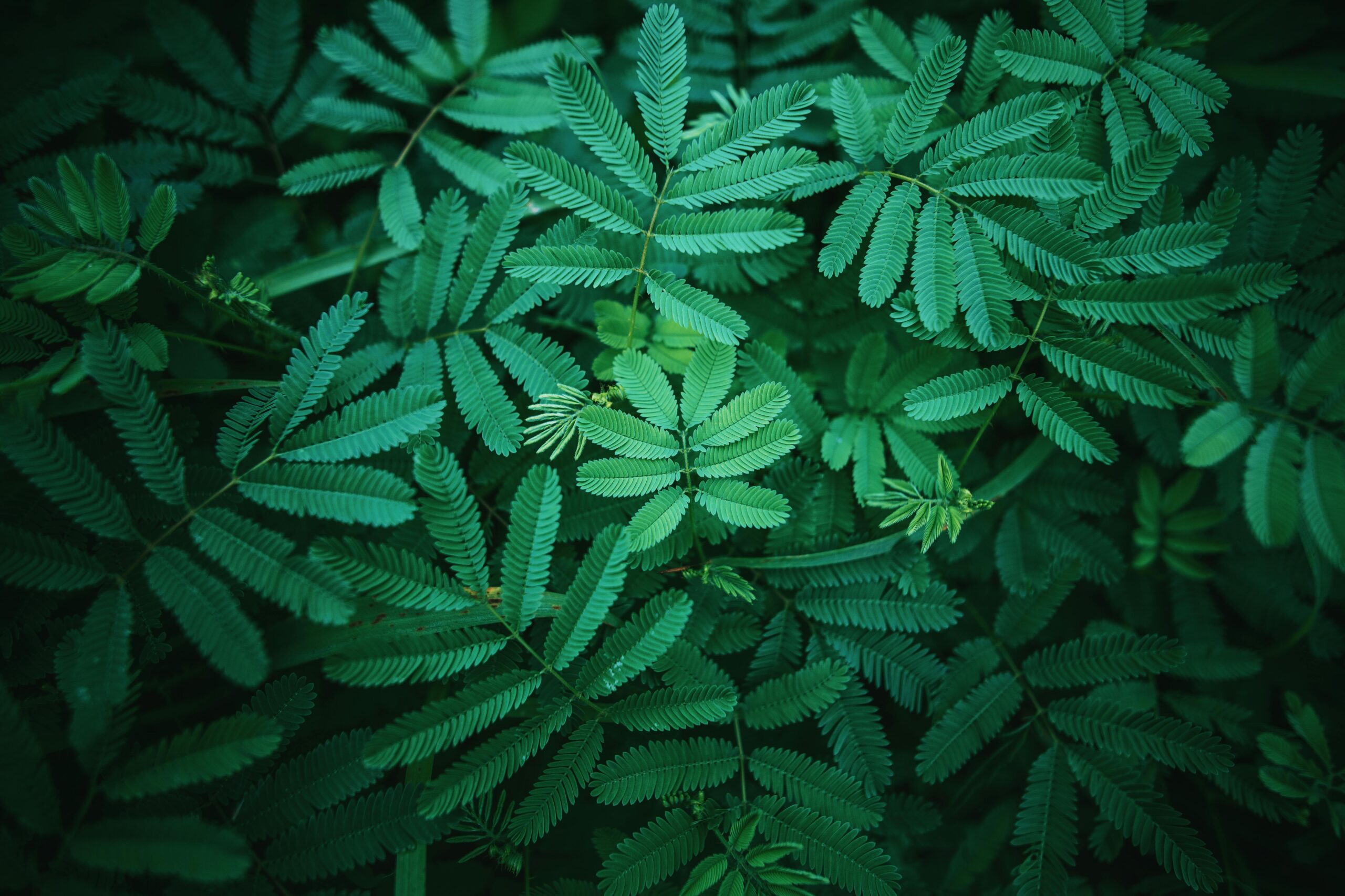 Slim Parallax Divider